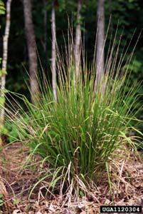 Longleaf Woodoats /
Chasmanthium sessiliflorum (Syn. Uniola sessiliflora)